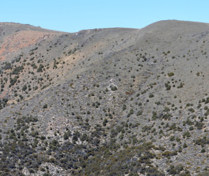 Trees establishing upslope