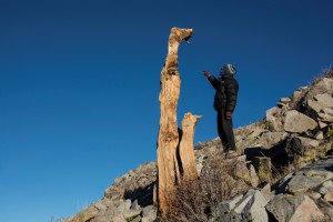 Connie Millar examines an ancient wood snag that represents a woodland of the deep past. 