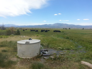 The infamous Cow Shower in Spring Valley.