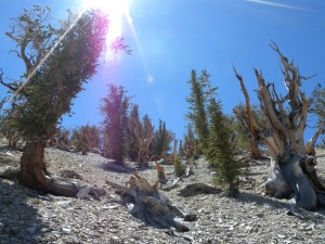 Pinus longaeva (Great Basin bristlecone pine) is not the only long-lived tree in the region, although they are arguably the most spectacular.