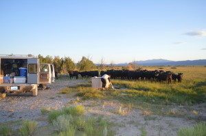 Ben gets dressed and prepares to leave, unaware that it wasn't the truck and water that the cows were interested in.