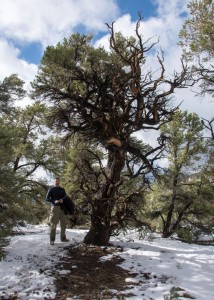 This pinyon pine is one of the oldest recorded for the species - 900 years, crossdated. I sure didn't expect to find it here!