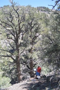 Looking for the older trees in a stand? Don't overlook those mid-elevations. Not all the ancients are on high rocky ridges.