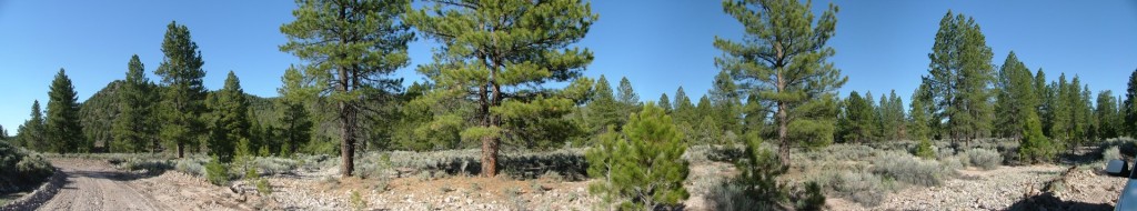 This 180-degree panorama of a stand of trees was shot with an ordinary JPEG camera and stitched using Panotools extensions. Under uniform lighting conditions it is not mandatory to use RAW and Photoshop to produce a clear final result.