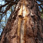 This fresh lightning scar on a ponderosa pine is evidence of the destructive power of high voltage. Because this happened in the middle of a multi-year drought, the trauma suffered by the tree proved to be too much, and the tree died during the following dry season.