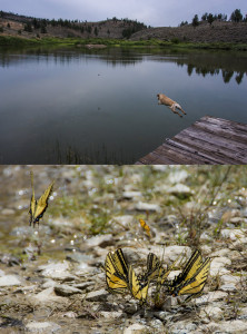 The same 18-200m Nikon zoom lens took both of these photographs. Versatility is crucial for a field photography setup.